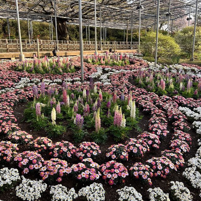 【栃木】チューリップが満開🌷まだまだ桜も楽しめる✨