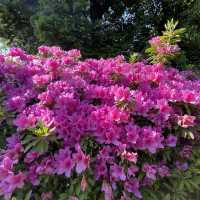 愛知県　清洲公園のつつじ