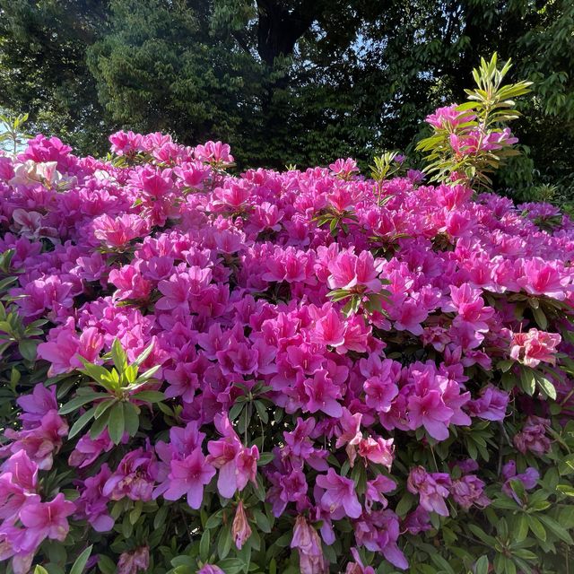 愛知県　清洲公園のつつじ