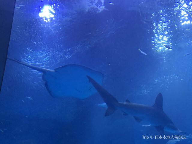 海の動物たちととても距離が近い水族館🐬