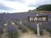 浪漫薰衣草園｜北海道💕