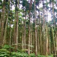 新竹關西｜馬武督探索森林 夏日避暑好去處