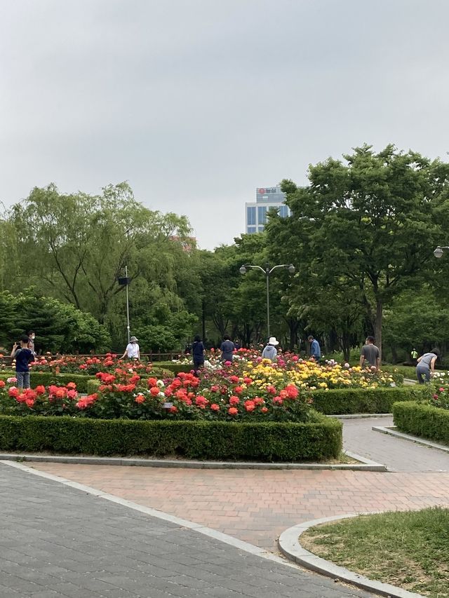 서울 장미 명소, 보라매공원으로 오세요!