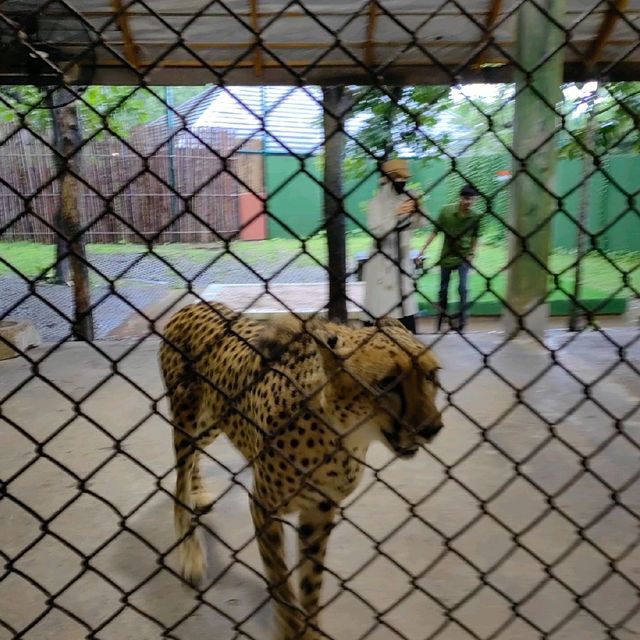 Hugging New Beastie in Tiger Kingdom Phuket.