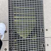 【大分県】天空の散歩道で大自然を体感！