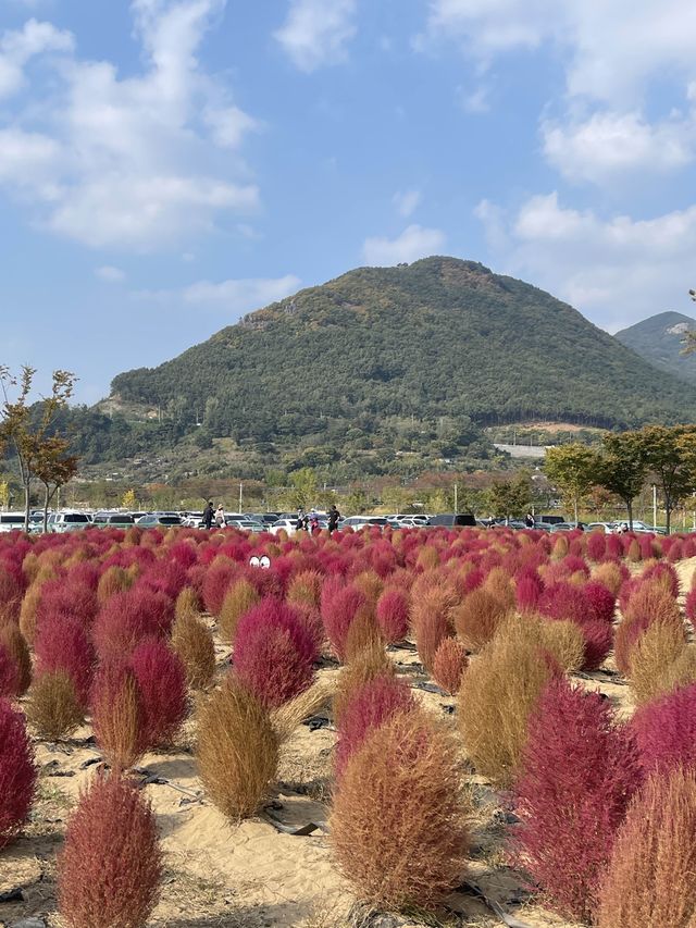 [경남/양산]양산에 붉게물든 댑싸리❣️