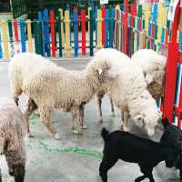 Animal🐑🐇 Feeding 🌈 Garden