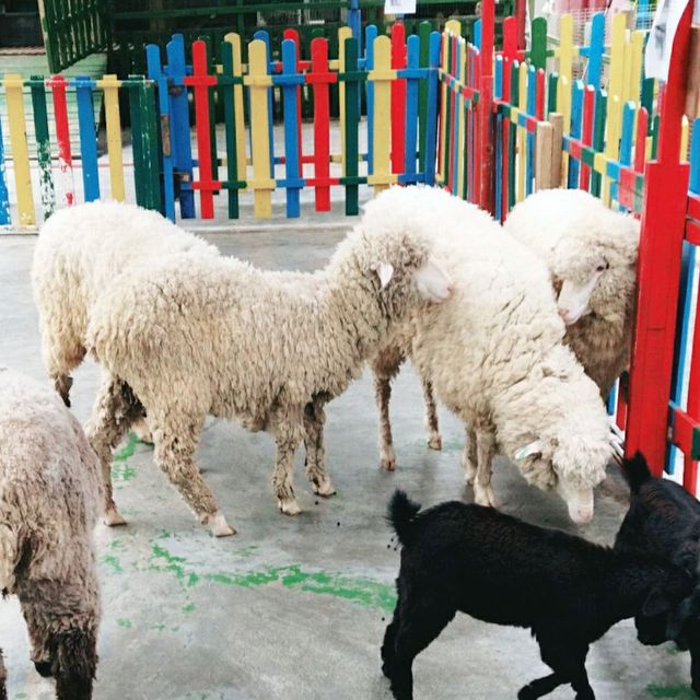 Animal🐑🐇 Feeding 🌈 Garden