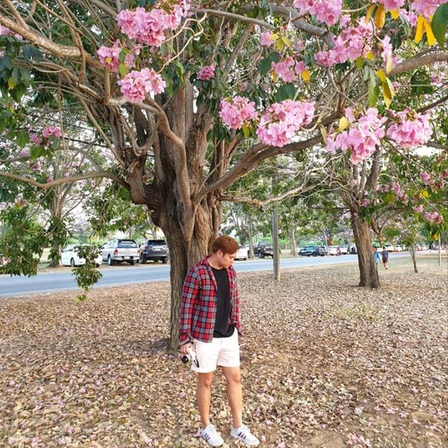 ถนนสีชมพู ชมพูพันธุ์ทิพย์ ม.เกษตร กำแพงแสน