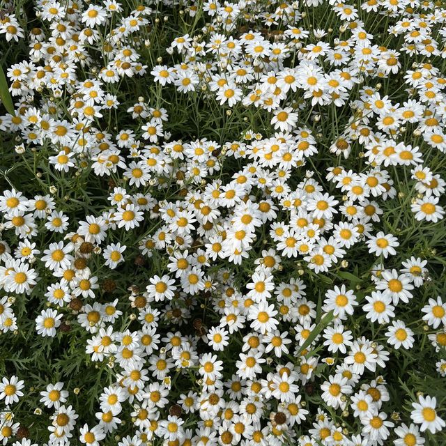 I love Flower Farm สวนดอกไม้ใกล้ตัวเมืองเชียงใหม่