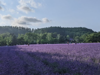 ファーム富田　北海道