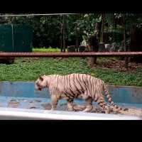 Malaysia Zoo