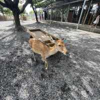 近距離接觸療癒水豚君、梅花鹿！