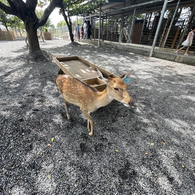 近距離接觸療癒水豚君、梅花鹿！
