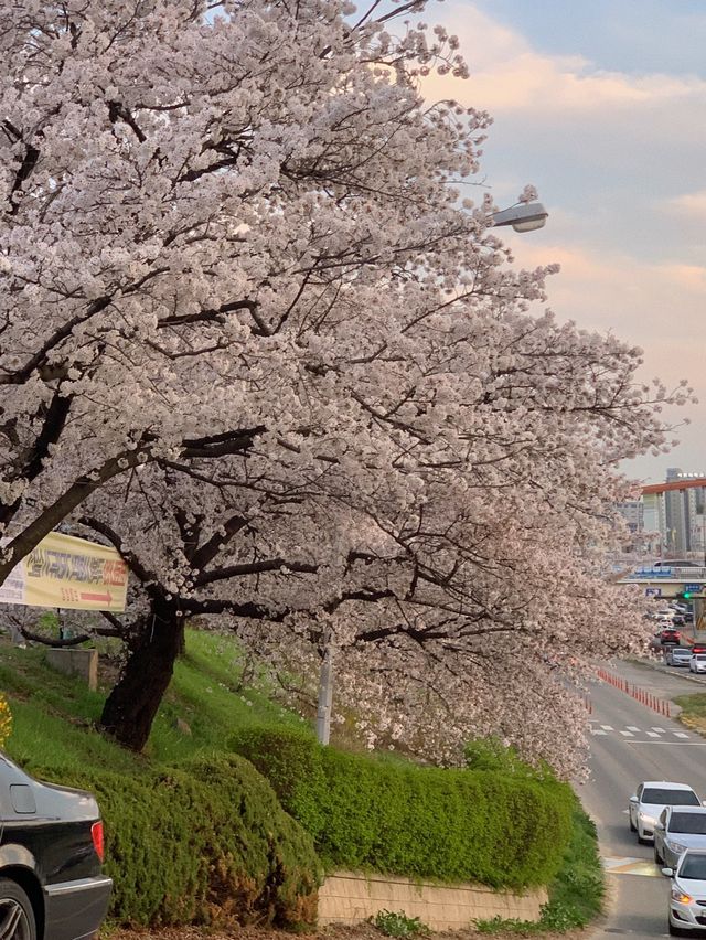 벚꽃 맛집 청주 무심천 🌸