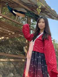 《穿越漢楓》大棠漢服節 親親小動物🦚