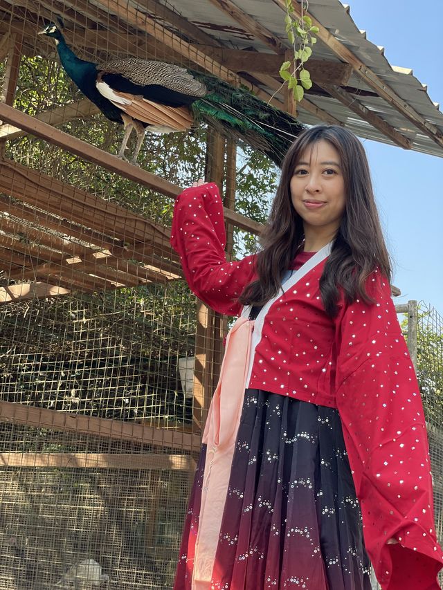 《穿越漢楓》大棠漢服節 親親小動物🦚