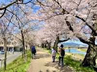 福井県🌸今が満開🌸【足羽川の桜祭り】