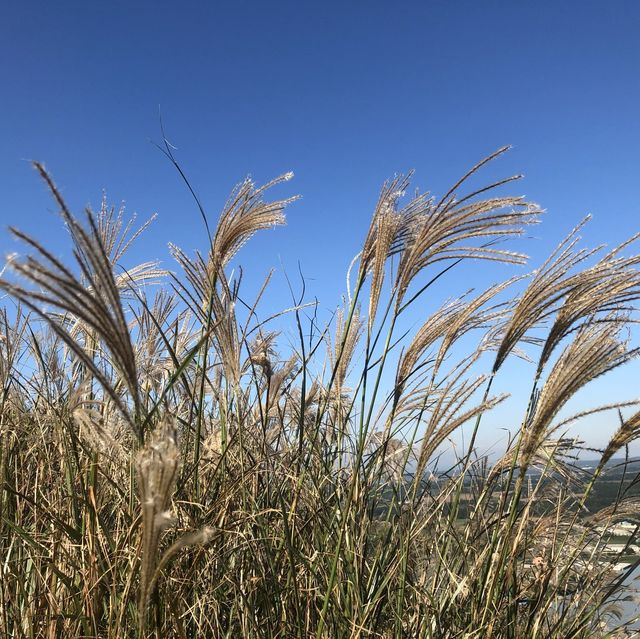 제주 오름 중에 최애 👉🏻금오름