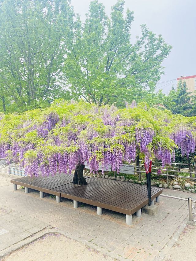 알록달록 동네 놀이터와 주렁주렁 포도송이같은 등나무를 볼 수 있는 곳💜