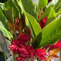地元の野菜や花がいっぱい Hilo Farmers Market