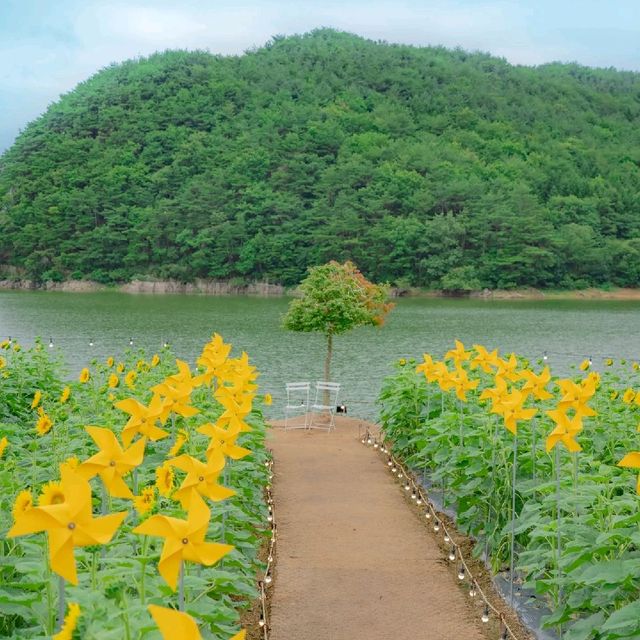 🌻해바라기와 하도지의 조화가 아름다운 [경주카페, 바실라]