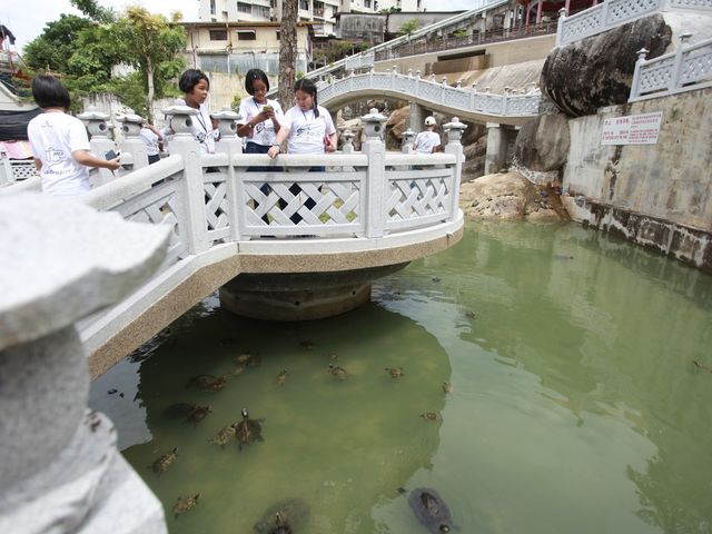 Tortoise Liberation Pond