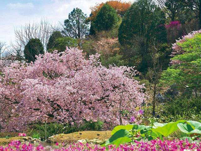 Makino Botanical Garden