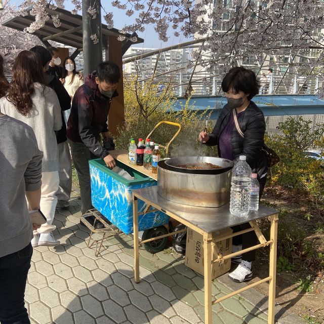 숨은 서울 벚꽃명소 안양천🌸