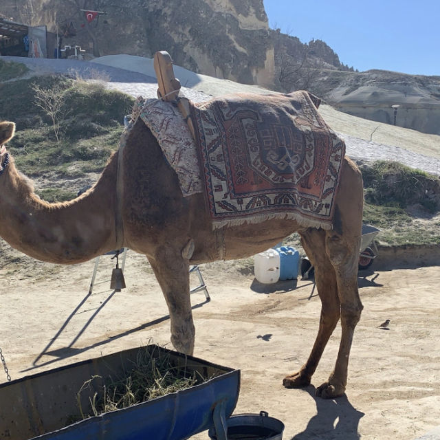 土耳其超有名的駱駝岩🐫😍😍