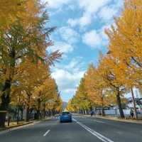 ใบไม้เปลี่ยนสีที่ถนนสู่ภูเขาทาคาโอะ