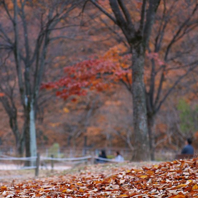 월광수변공원에서 함께 하는 늦은 가을 나들이🍂