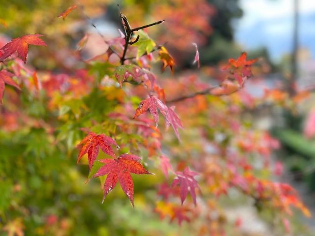【和倉】映え映えな写真が撮れる「青林寺」