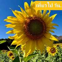 รับลมหนาว ชม “ทุ่งทานตะวัน” บานสะพรั่ง จ.ลพบุรี 