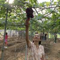 Haccienda Torrentira Vineyard!