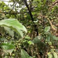 Coffee from its birth place, Ethiopia