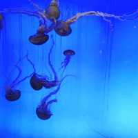 Shanghai Pudong  Aquarium