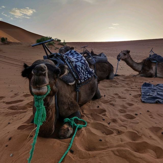 Morocco Sahara Desert Camel Ride