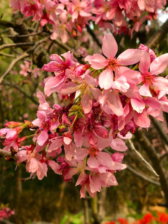 Sakura Blossom in Xiamen 