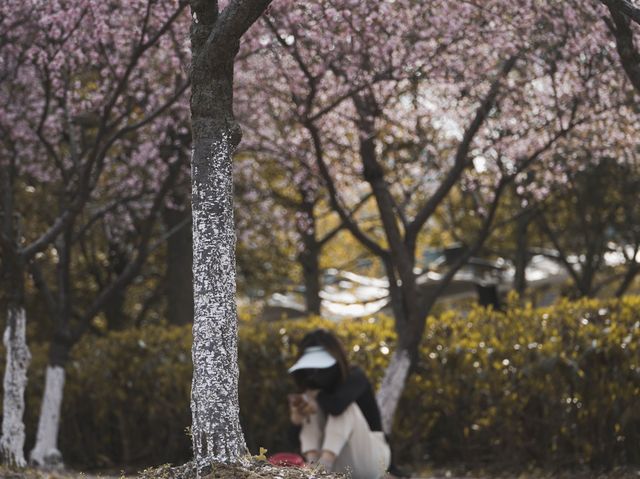 Spring flowers at the Baitang garden Suzhou🌸