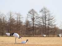 日本北海道鶴居·伊藤