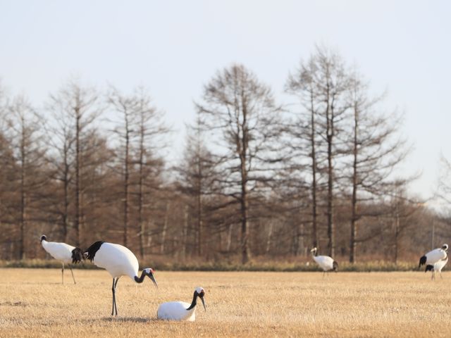 日本北海道鶴居·伊藤