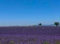 Provence | Lavender self-driving tour in France