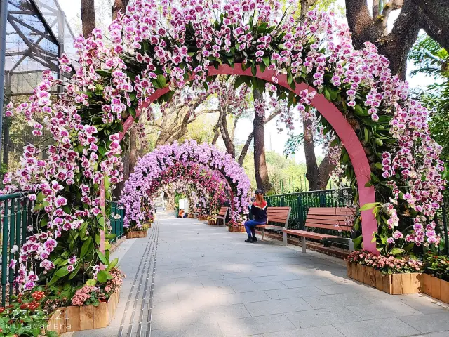 Flower appreciation destination | Hong Kong Zoological and Botanical Gardens' Dreamy Butterfly Orchid Corridor