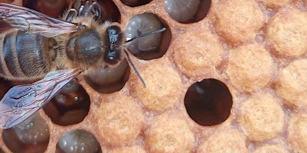 Scottish Government Bee Health Day | The Circuit (K A Leisure)