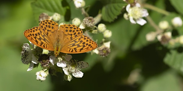 Photographing Summer in the woods EOC 2806 | Bradfield Woods National Nature Reserve