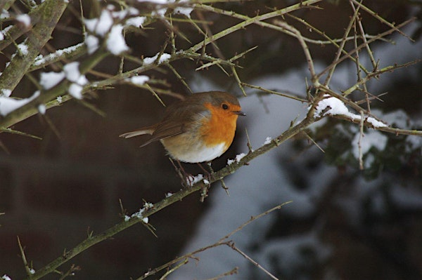 Christmas Grotto (ECC2511) | Carlton Marshes Nature Reserve & Visitor Centre