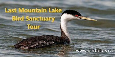 Last Mountain Lake Bird Sanctuary Tour | Wild Birds Unlimited