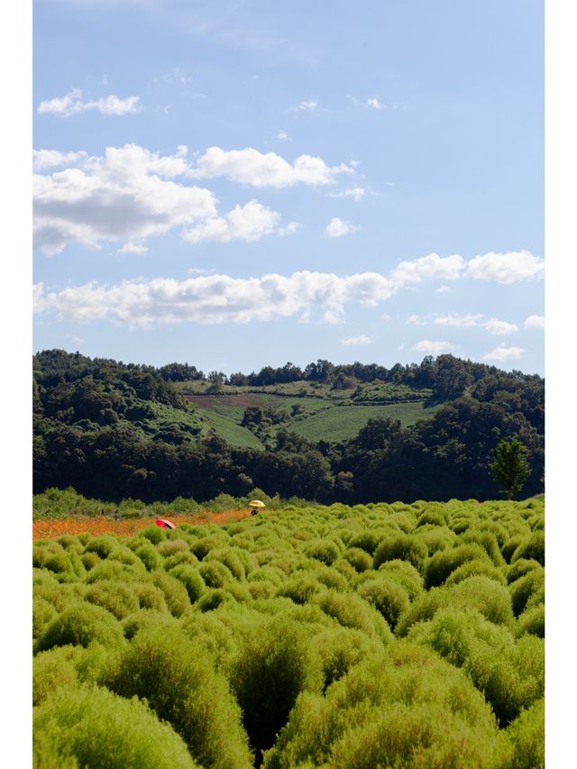 연천 가시면 여기도 가보세요 <댑싸리 공원>