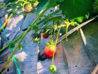 ไร่สตรอเบอรี่ล้านวิว🍓🍓🍓